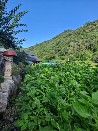 고추들깨이종우님의 9월 내 작물 자랑하기 · 참여글 작성글 사진