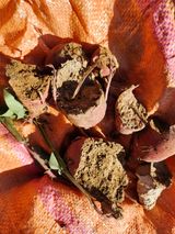 팜모닝 고구마·영농일지 게시글 이미지