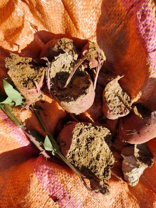 박병한님의 고구마 · 영농일지 작성글 사진