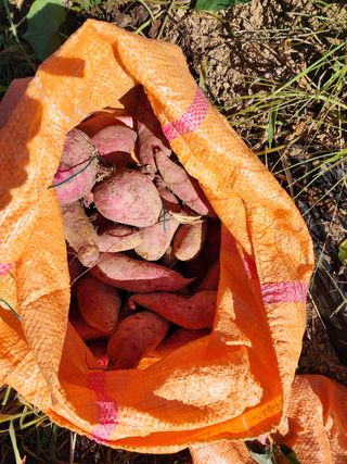 박병한님의 고구마 · 영농일지 작성글 사진