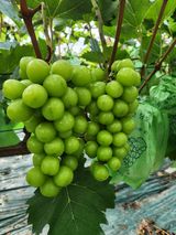 팜모닝 · 게시글 이미지