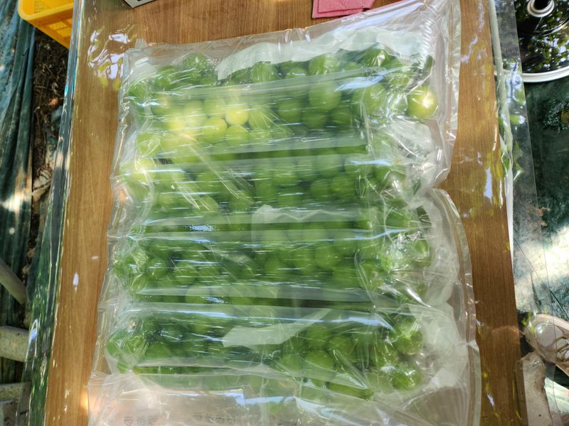 터골농장님의 장터 판매 상품 [샤인머스켓 2kg] 첨부 사진