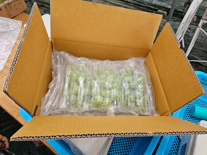 터골농장님의 장터 판매 상품 [샤인머스켓 2kg] 첨부 사진