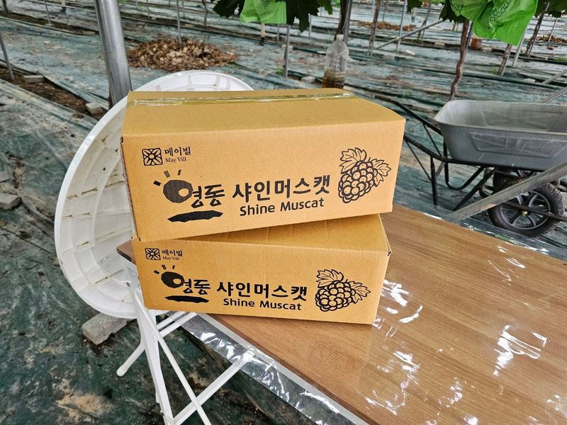 터골농장님의 장터 판매 상품 [샤인머스켓 2kg] 첨부 사진