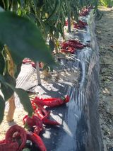 팜모닝 고추·수확 게시글 이미지