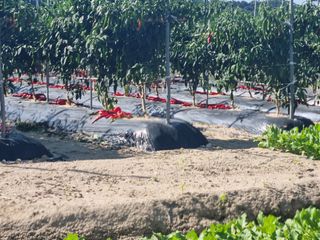 호미대장님의 고추 · 수확 작성글 사진