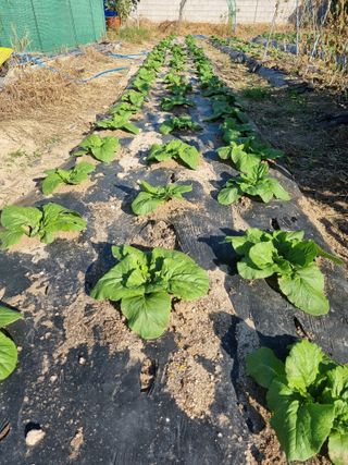 정의학님의 9월 내 작물 자랑하기 · 참여글 작성글 사진