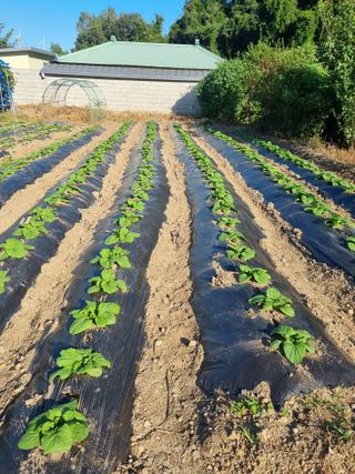 정의학님의 9월 내 작물 자랑하기 · 참여글 작성글 사진