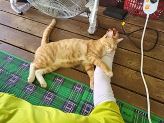 들꽃농장님의 마늘 · 토양준비 작성글 사진