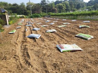 들꽃농장님의 마늘 · 토양준비 작성글 사진