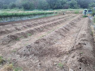 들꽃농장님의 마늘 · 토양준비 작성글 사진