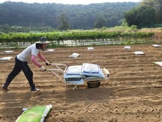 들꽃농장님의 마늘 · 토양준비 작성글 사진