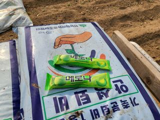 들꽃농장님의 마늘 · 토양준비 작성글 사진