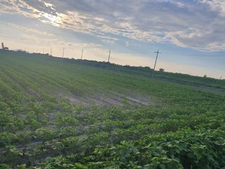 함영섭님의 콩 · 자유게시판 작성글 사진