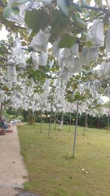 팜모닝 포도·자유게시판 게시글 이미지