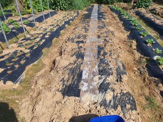 이종선님의 시금치 · 파종작업 작성글 사진