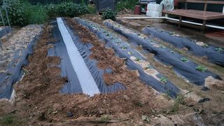 이종선님의 시금치 · 파종작업 작성글 사진