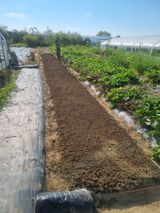 팜모닝 토마토·파종•정식 게시글 이미지