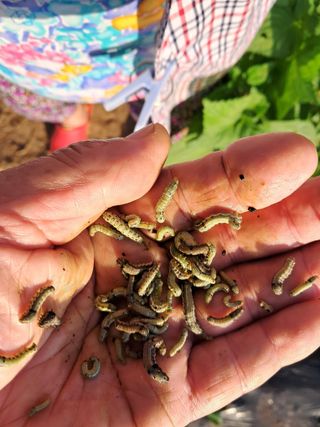 고종길님의 들깨 · 병해충상담 작성글 사진