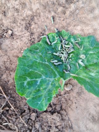 고종길님의 들깨 · 병해충상담 작성글 사진