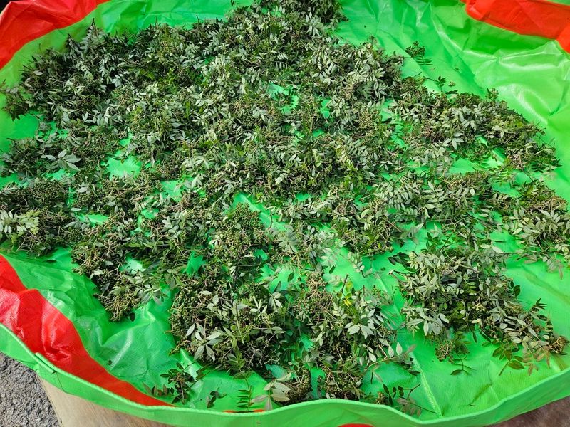 송경희님의 장터 판매 상품 [산초기름] 첨부 사진