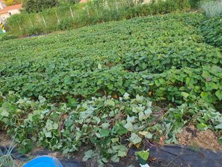 영흥천국님의 9월 내 작물 자랑하기 · 참여글 작성글 사진