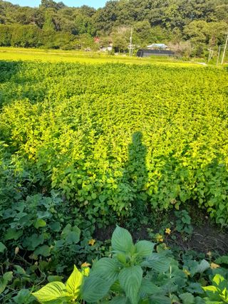 이순옥님의 9월 내 작물 자랑하기 · 참여글 작성글 사진