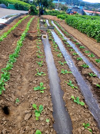 김흥환 님의 배추 · 영농일지 작성글 사진