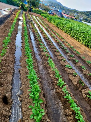김흥환 님의 배추 · 영농일지 작성글 사진