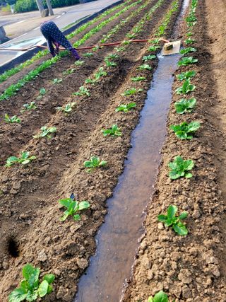 김흥환 님의 배추 · 영농일지 작성글 사진