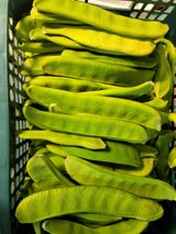 팜모닝 9월 내 작물 자랑하기·참여글 게시글 이미지