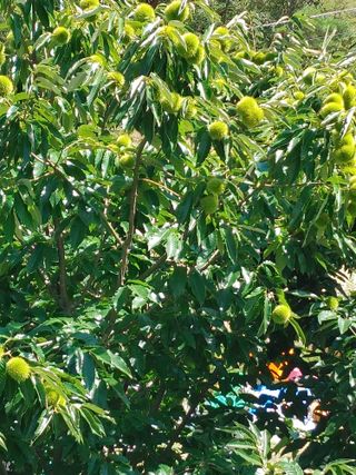 숲속의사나이님의 자유주제 · 자유게시판 작성글 사진