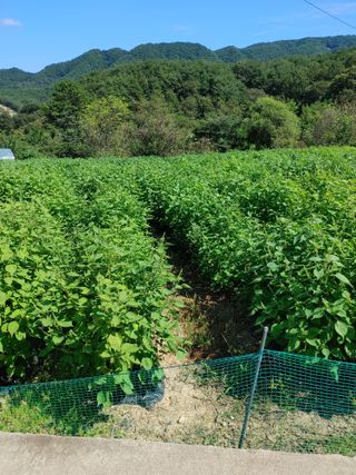 숲속의사나이님의 자유주제 · 자유게시판 작성글 사진