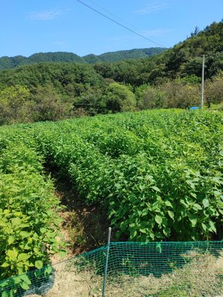 숲속의사나이님의 자유주제 · 자유게시판 작성글 사진