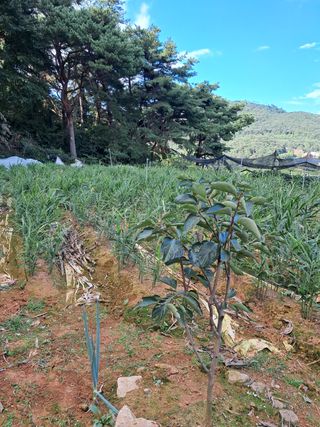 박준성 강님의 콩 · 영농일지 작성글 사진