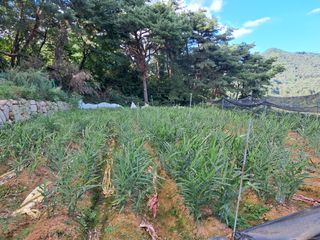 박준성 강님의 콩 · 영농일지 작성글 사진