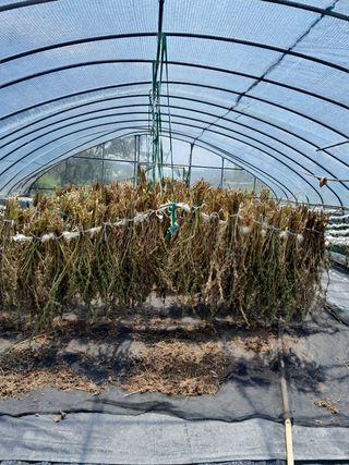 김영례님의 참깨 · 영농일지 작성글 사진