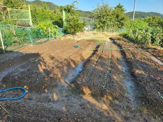 웅천봄이농원님의 배추 · 일상 작성글 사진