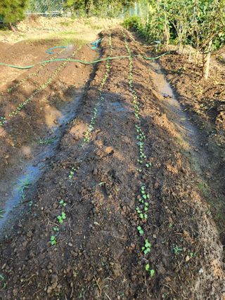 웅천봄이농원님의 배추 · 일상 작성글 사진