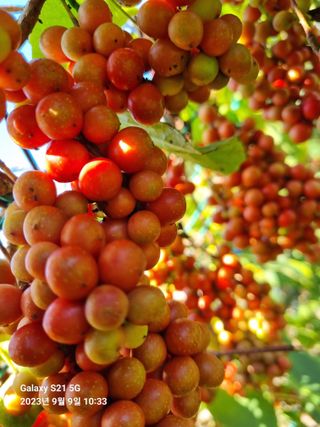 (복조리농장)김찬두님의 기타작물 · 자유게시판 작성글 사진