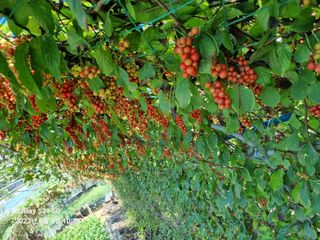 (복조리농장)김찬두님의 기타작물 · 자유게시판 작성글 사진