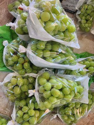 바다 향기 님의 포도 · 자유게시판 작성글 사진