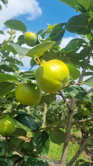 김현필님의 감 · 자유게시판 작성글 사진