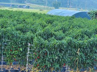 꽃순이네님의 고추 · 수확 작성글 사진