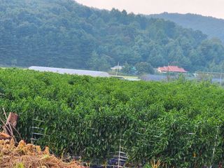 꽃순이네님의 고추 · 수확 작성글 사진