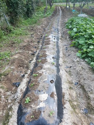 임훈택 님의 기타작물 · 영농일지 작성글 사진