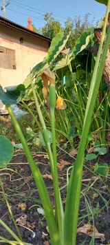 팜모닝 자유주제·자유게시판 게시글 이미지