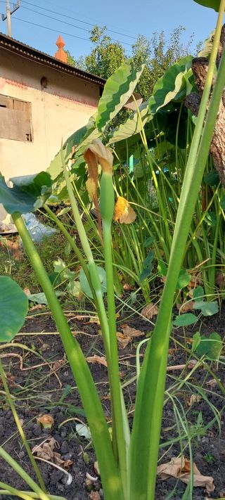 주말 텃밭 농부님의 자유주제 · 자유게시판 작성글 사진