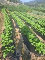 팜모닝 벼·자유게시판 게시글 이미지