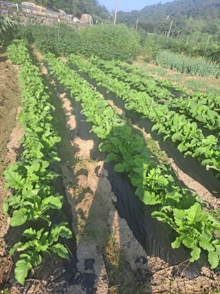 딱딱이~~님의 벼 · 자유게시판 작성글 사진